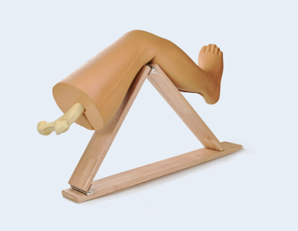 Lower limb model