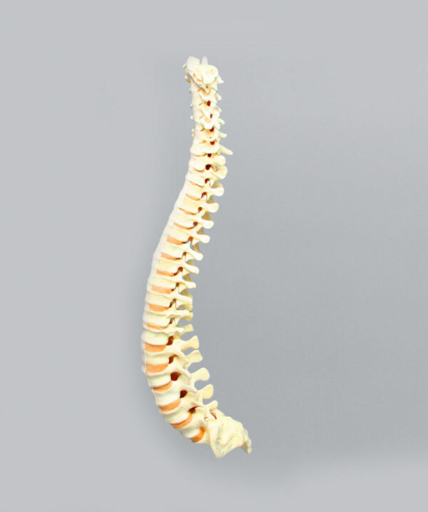 Spine model
