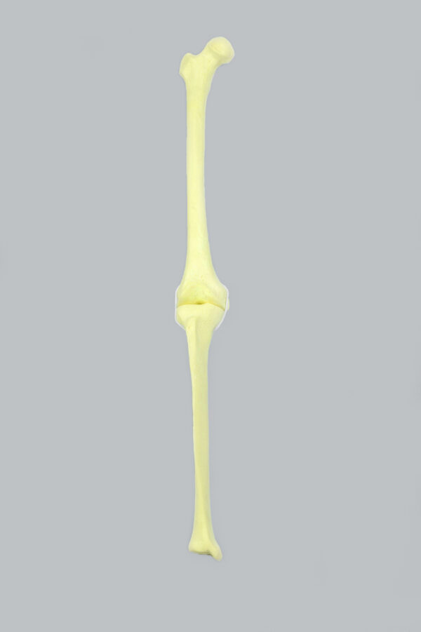 Lower limb model - Image 2