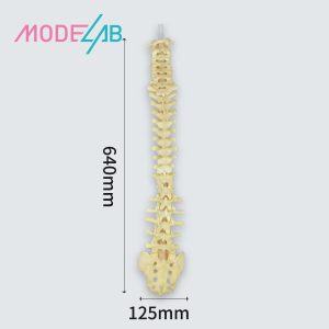 Spine models