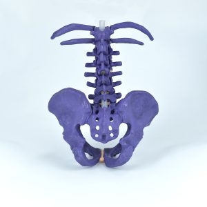 pelvis and vertebra models