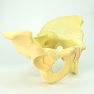 Pelvic Male bone model