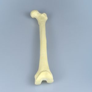 Femur Training models