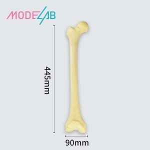 simulated femur