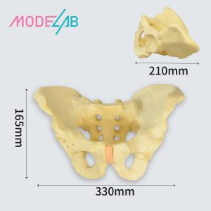 Pelvis models