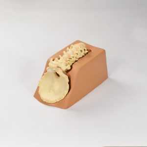 spine models