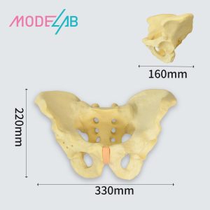 Pelvic Male bone model