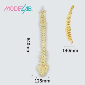 Spine Training models